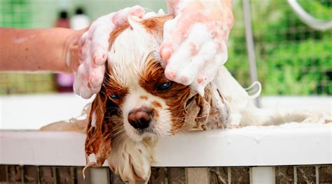 愛犬をシャンプーする頻度