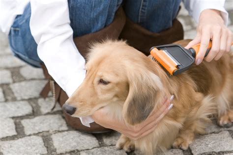 愛犬をピカピカにする！犬のグルーミング完全ガイド