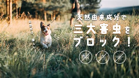 愛犬を守る！害虫対策のための犬用防虫服の選び方と注意点