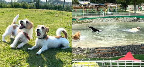 愛犬を思い切り走らせよう！南アルプスのおすすめドッグラン