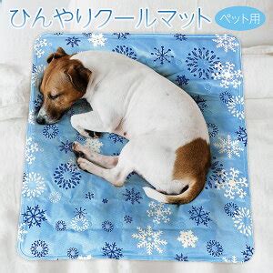 愛犬を涼しく快適に！クールマットで暑さ対策を万全に