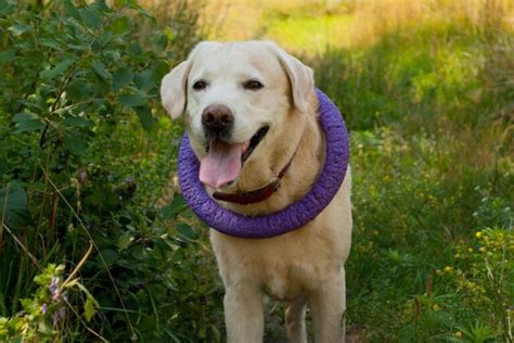 愛犬を猛暑から守る！夏の必携アイテム「冷却グッズ」徹底ガイド