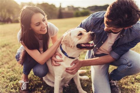 愛犬を落ち着かせる：