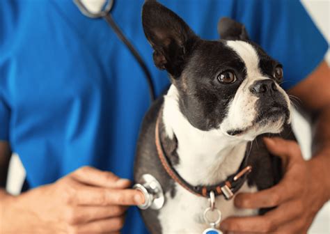 愛犬・愛猫の健康を守る！かえで動物病院の総合ガイド