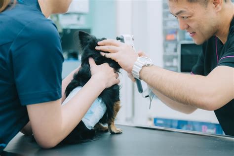 愛犬・愛猫の健康を守ろう！みかわ動物病院で最良の獣医療を