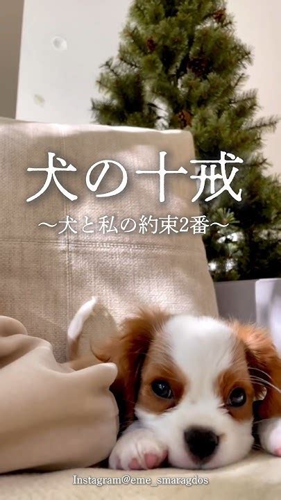 愛犬家であること：