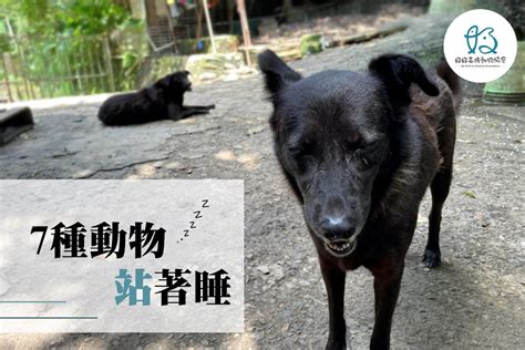 愛犬源自何處？善待牠們，讓愛犬樂享每一天