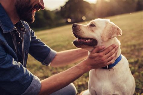 愛犬者必備！狗狗健康指南：全方位呵護，打造愛犬幸福時光