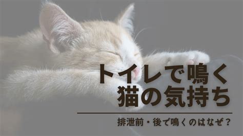 愛猫が鳴く理由と対応策