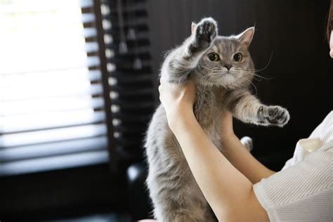 愛猫とのコミュニケーションツールとして