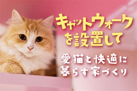 愛猫との快適な旅路へ！キャットキャリーの選び方と賢い使い方