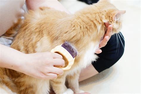 愛猫との暮らしをより豊かに！ピロコームで猫の抜け毛対策を徹底ガイド