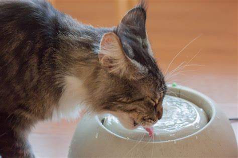 愛猫にミネラルウォーターを飲ませることで得られる素晴らしいメリット