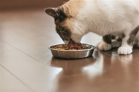 愛猫に最高のキャットフードを無料でプレゼント！キャットフード無料モニター大募集