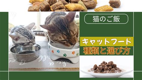 愛猫に本当に良いキャットフードかどうかを徹底検証