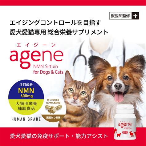 愛猫の健康サポートに！酸化マグネシウムの賢い活用法