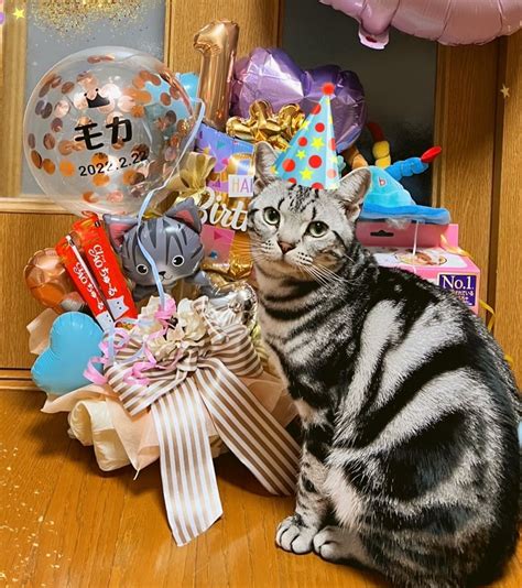 愛猫の誕生日を豪華に祝おう！猫のための誕生日プレゼントガイド