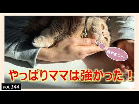 愛猫への愛情表現に！キャットキッカーのすべて