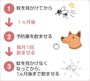 愛猫を虫刺されから守る