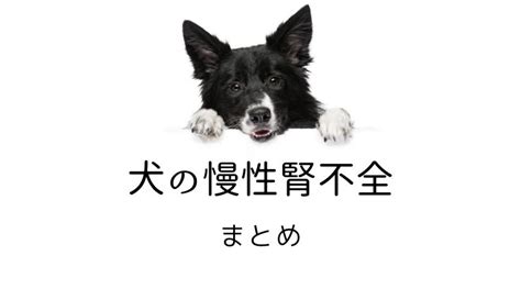 慢性腎不全の犬たちと歩む