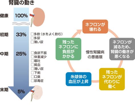 慢性腎不全犬のサポートのためのガイド