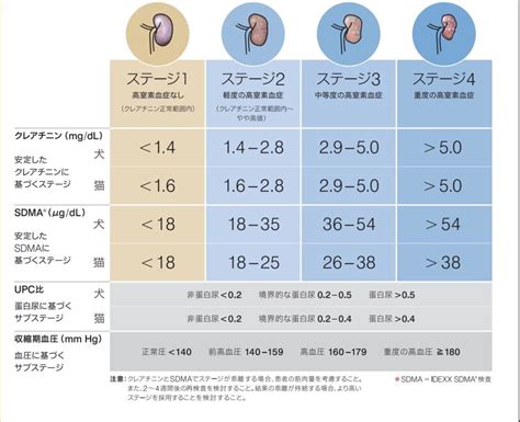 慢性腎不全（CKD）の犬の管理：飼い主のための包括ガイド