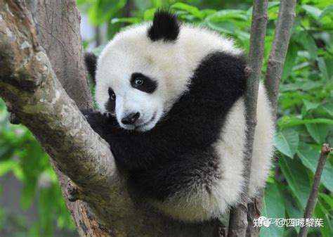 憨厚可掬，黑白相间：探索大熊猫的奇妙世界