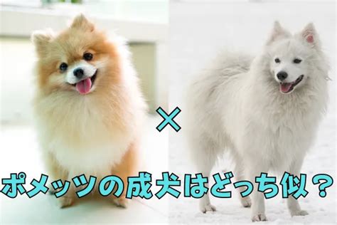 成犬の定義と特徴