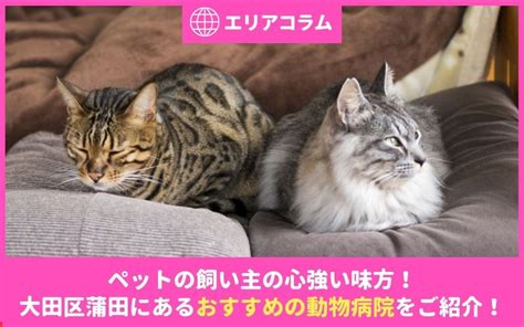 成田市のあなたとペットの心強い味方！はやし動物病院でペットの健康を守りましょう