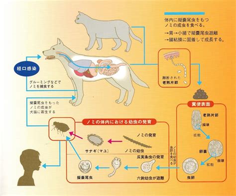 成虫の瓜実条虫