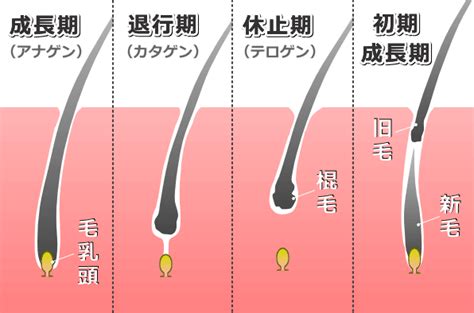 成長期（アナゲン期）: