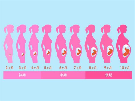 成長期 (2～4ヶ月)