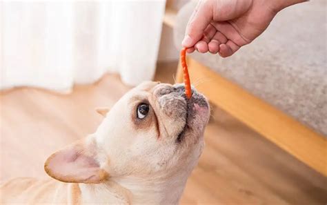 我的狗狗吃了受影響的零食，現在牠怎麼樣了？