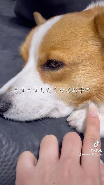 手て犬