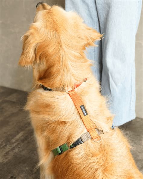 手作りハーネスで愛犬に快適と安全を！