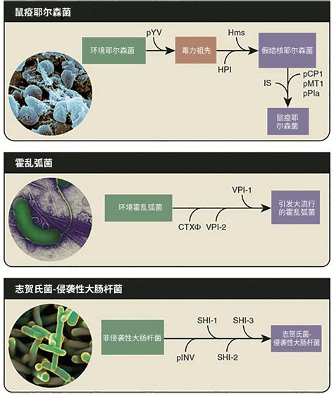 抑制有害细菌的生长：