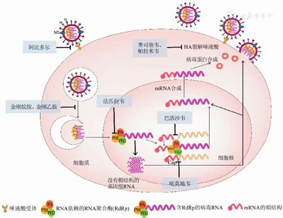 抗病毒感染：