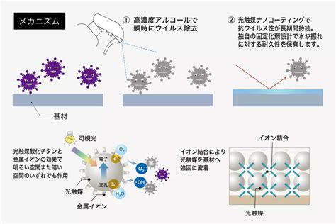 抗菌・抗ウイルス効果: