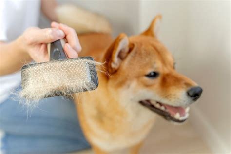 抜け毛が多い犬