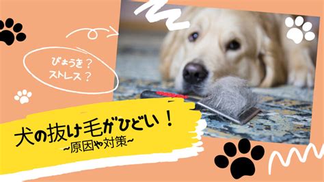 抜け毛が多い犬の悩み