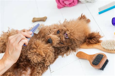 抜け毛が多い犬：原因、解決策、予防策