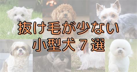 抜け毛が少ない犬