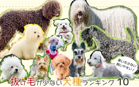 抜け毛が少ない犬種の利点