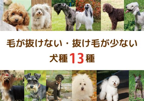 抜け毛が少ない犬種：あなたにぴったりの犬を探そう