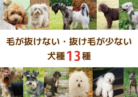 抜け毛が少ない犬：飼う喜びを増やす