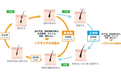 抜け毛のサイクル