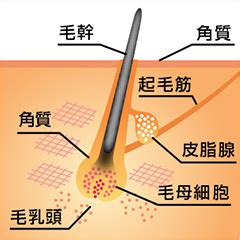 抜け毛のメカニズム