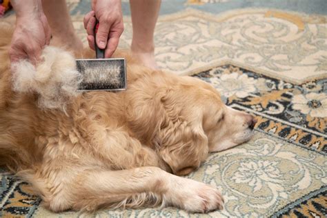 抜け毛の多い犬種とは