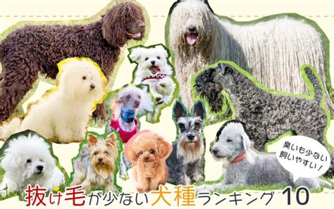 抜け毛の少ない犬種で快適な生活を送ろう！