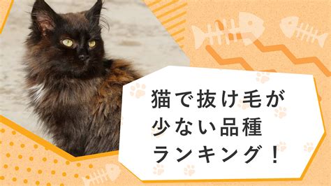 抜け毛の少ない猫：究極のペット選びガイド